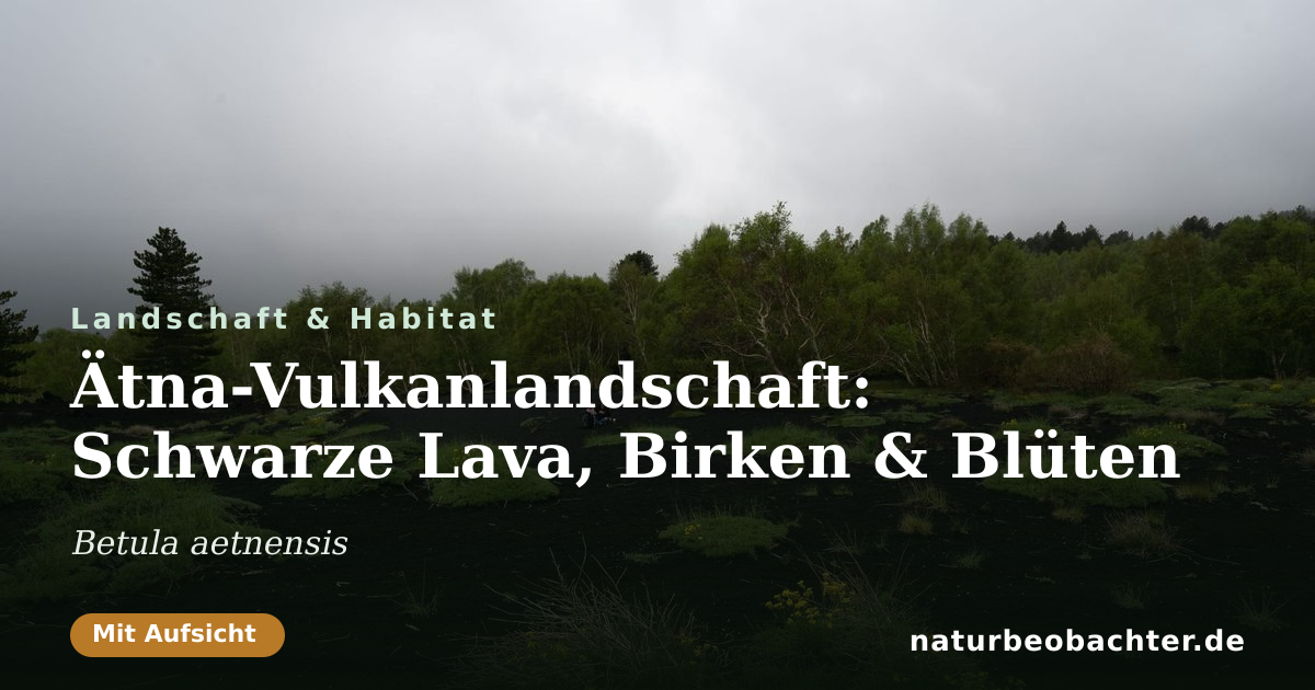 Vorschau der Teilen-Karte: Ätna-Vulkanlandschaft: Schwarze Lava, Birken & Blüten