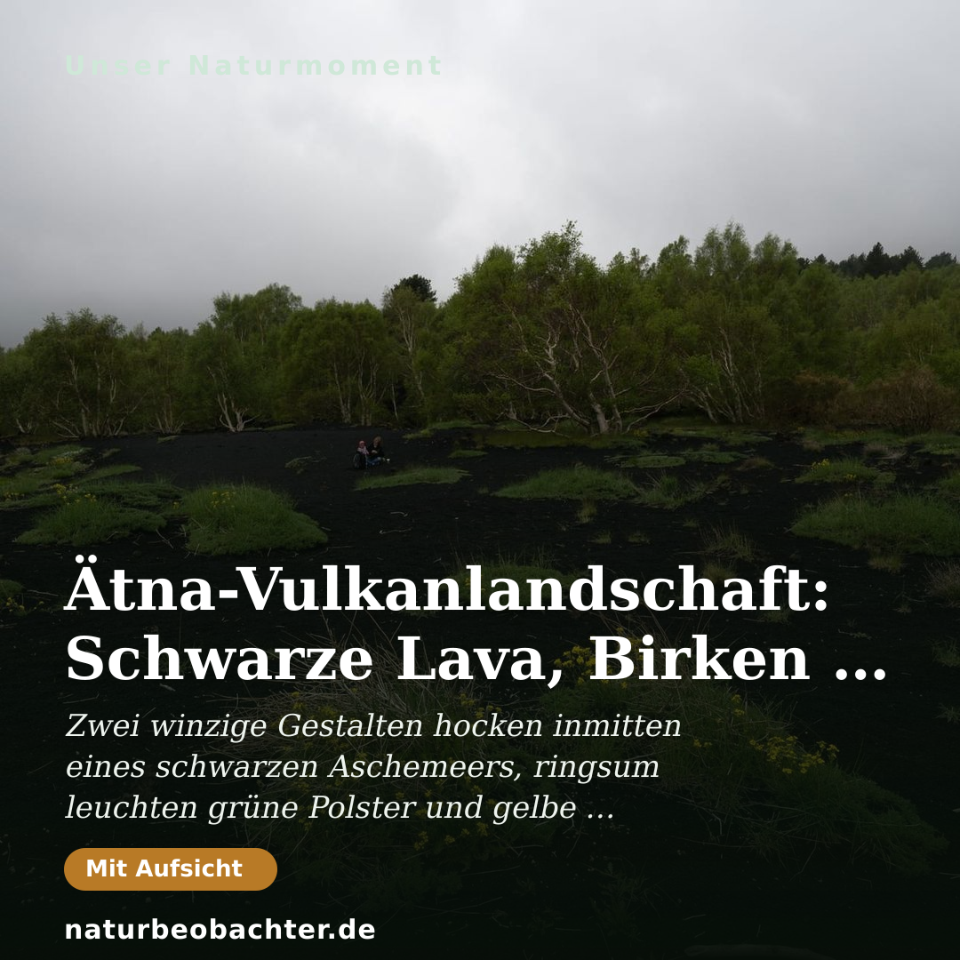 Druck-Vorschau: Ätna-Vulkanlandschaft: Schwarze Lava, Birken & Blüten