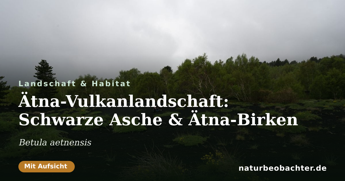 Vorschau der Teilen-Karte: Ätna-Vulkanlandschaft: Schwarze Asche & Ätna-Birken