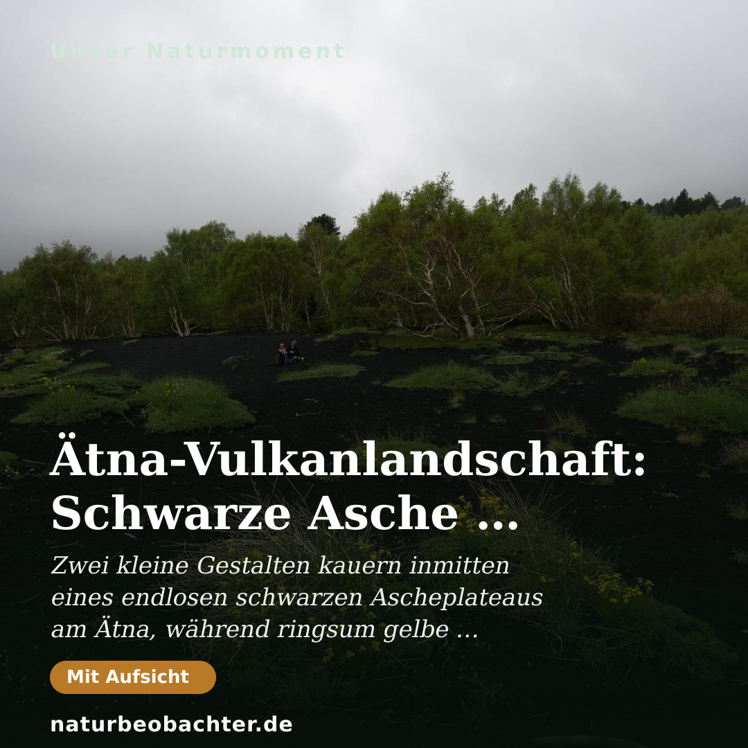 Druck-Vorschau: Ätna-Vulkanlandschaft: Schwarze Asche & Ätna-Birken