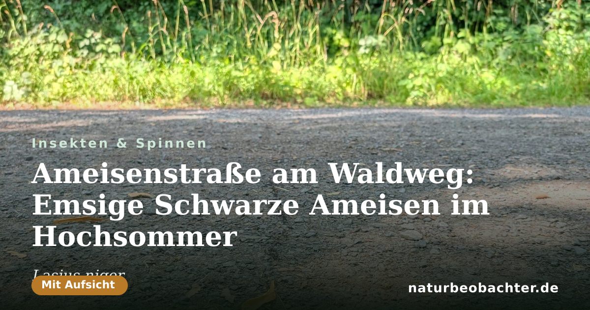 Vorschau der Teilen-Karte: Ameisenstraße am Waldweg: Emsige Schwarze Ameisen im Hochsommer
