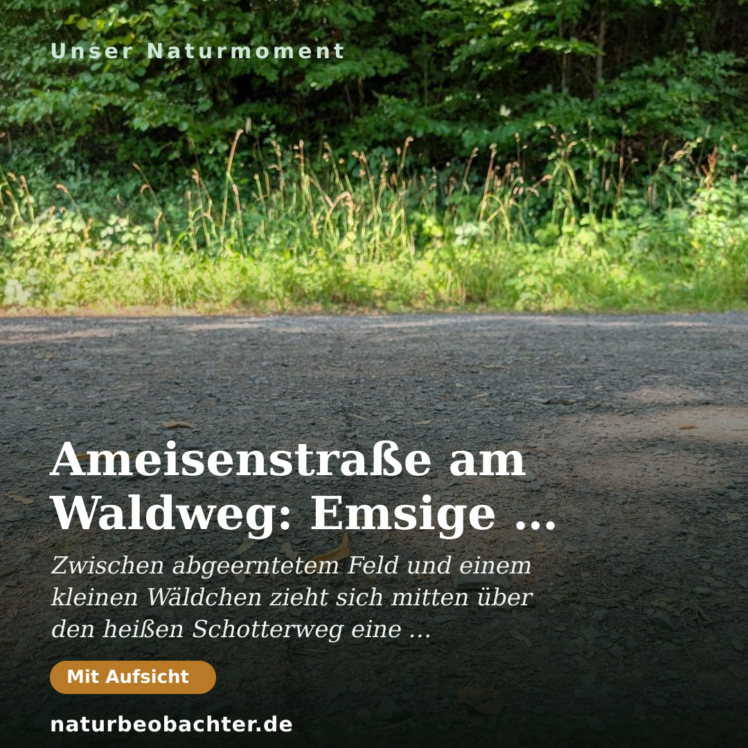 Druck-Vorschau: Ameisenstraße am Waldweg: Emsige Schwarze Ameisen im Hochsommer