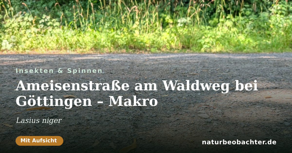 Vorschau der Teilen-Karte: Ameisenstraße am Waldweg bei Göttingen – Makro