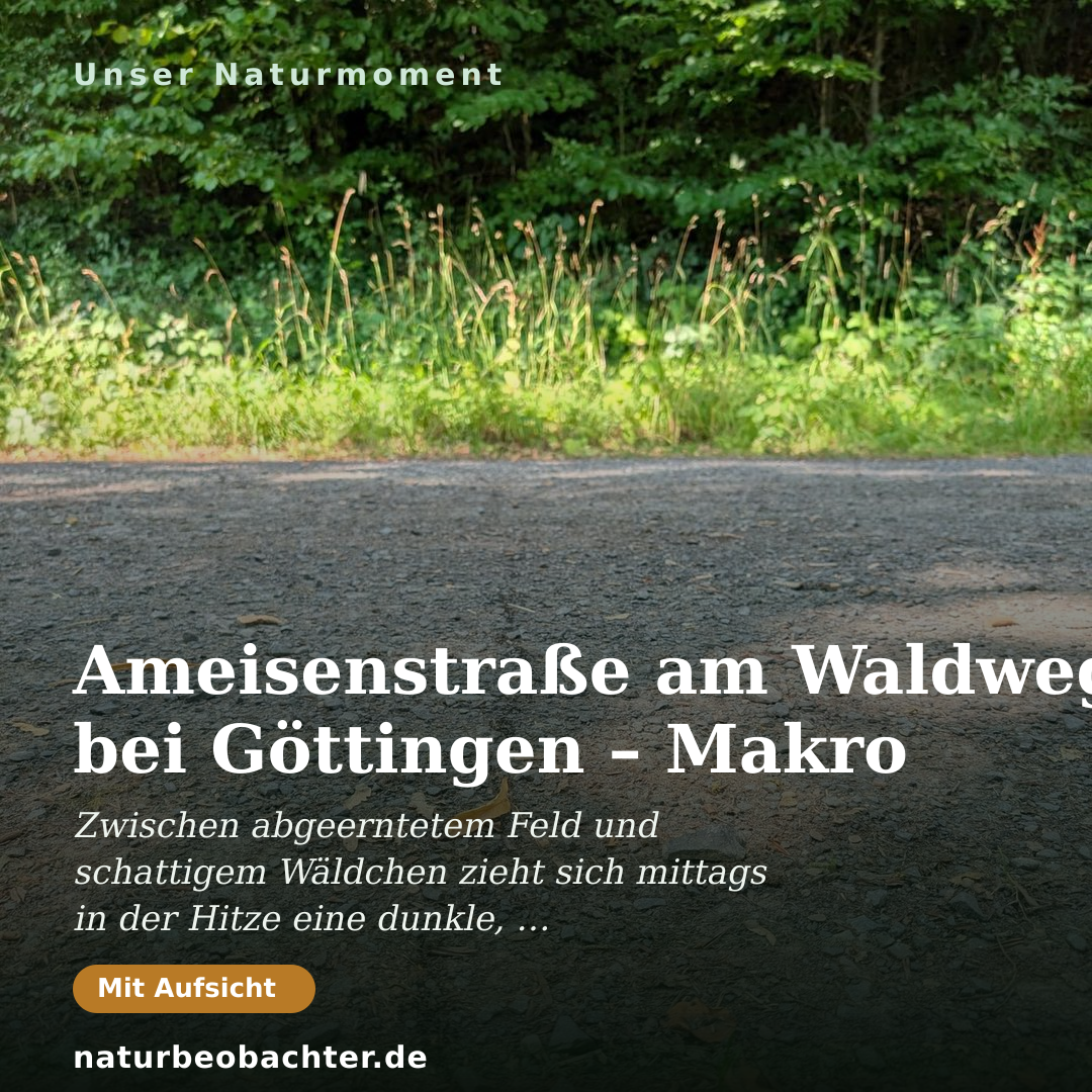 Druck-Vorschau: Ameisenstraße am Waldweg bei Göttingen – Makro