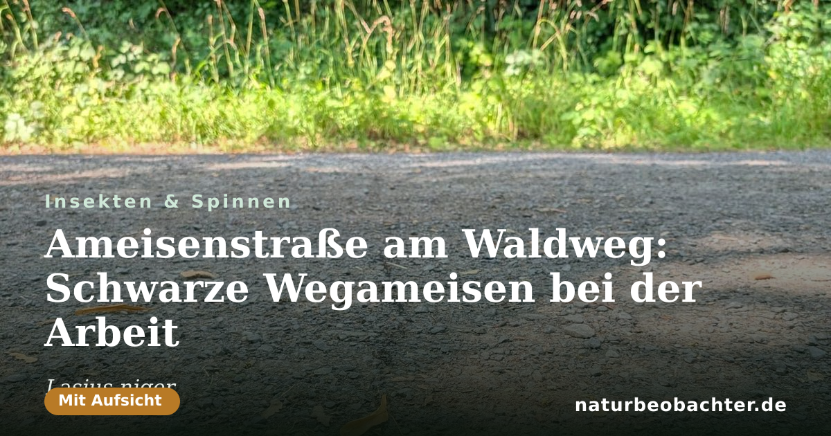 Vorschau der Teilen-Karte: Ameisenstraße am Waldweg: Schwarze Wegameisen bei der Arbeit