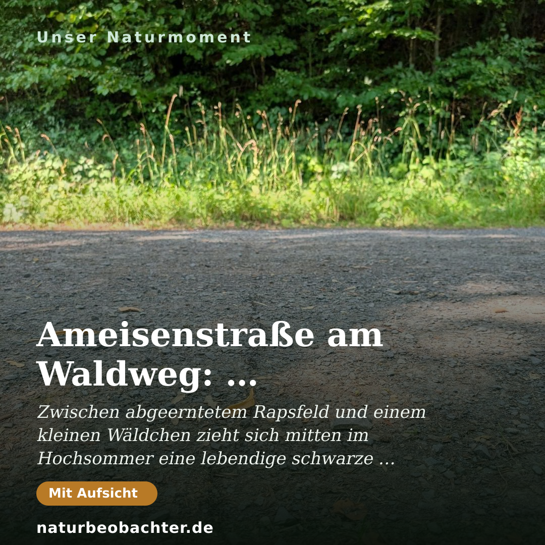 Druck-Vorschau: Ameisenstraße am Waldweg: Schwarze Wegameisen bei der Arbeit