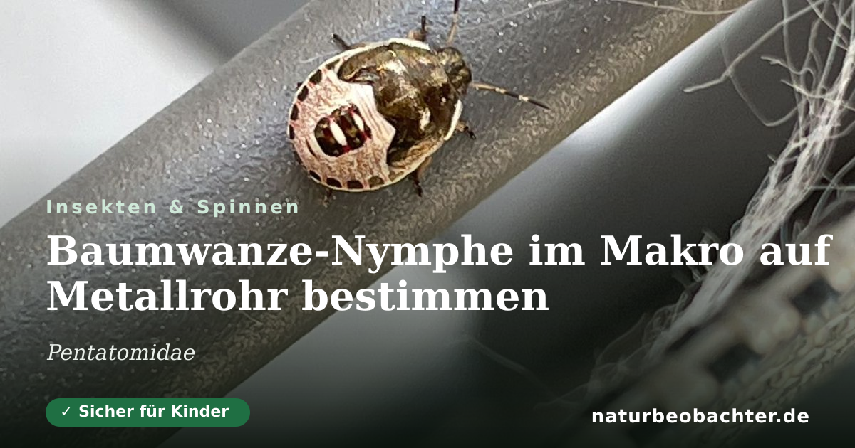 Vorschau der Teilen-Karte: Baumwanze-Nymphe im Makro auf Metallrohr bestimmen