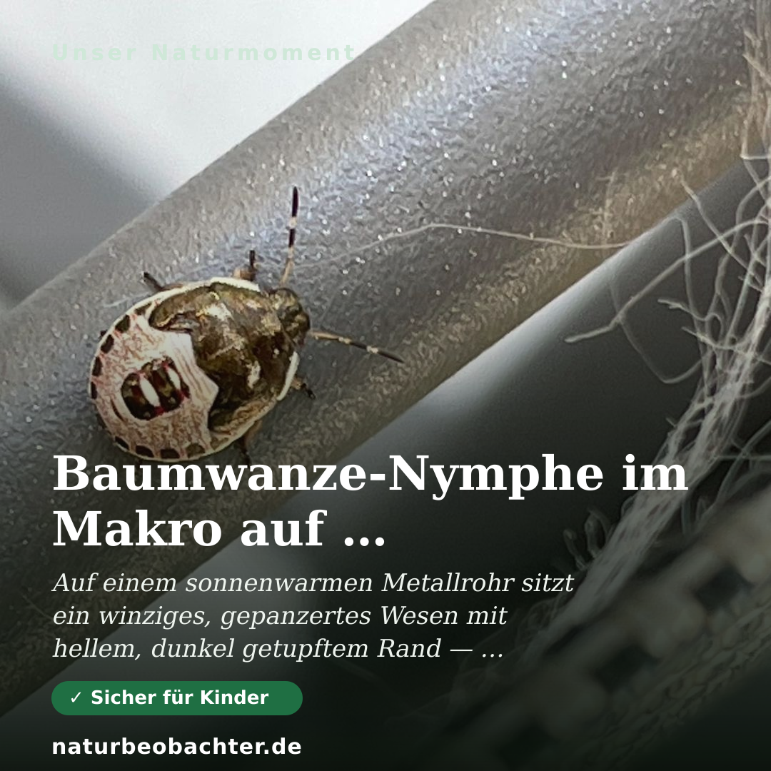 Druck-Vorschau: Baumwanze-Nymphe im Makro auf Metallrohr bestimmen