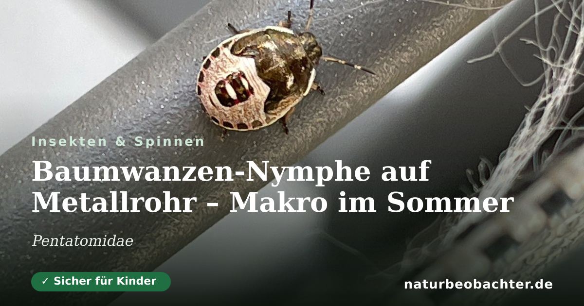 Vorschau der Teilen-Karte: Baumwanzen-Nymphe auf Metallrohr – Makro im Sommer