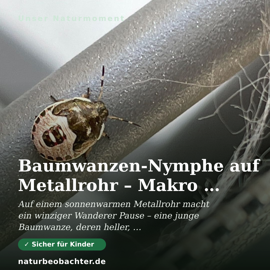 Druck-Vorschau: Baumwanzen-Nymphe auf Metallrohr – Makro im Sommer