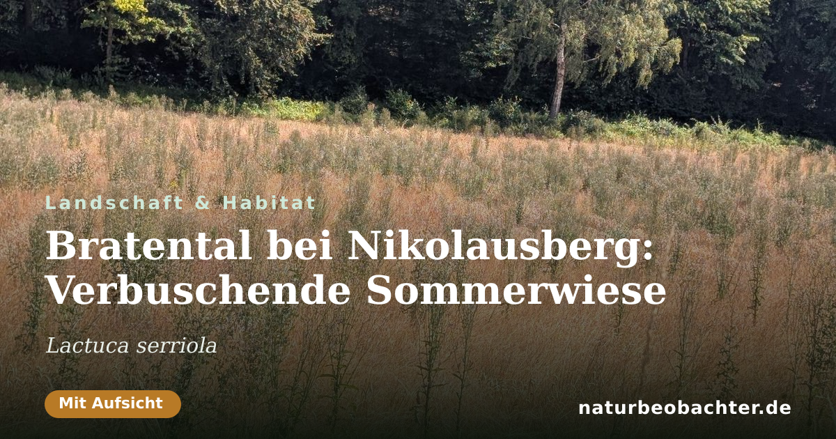 Vorschau der Teilen-Karte: Bratental bei Nikolausberg: Verbuschende Sommerwiese