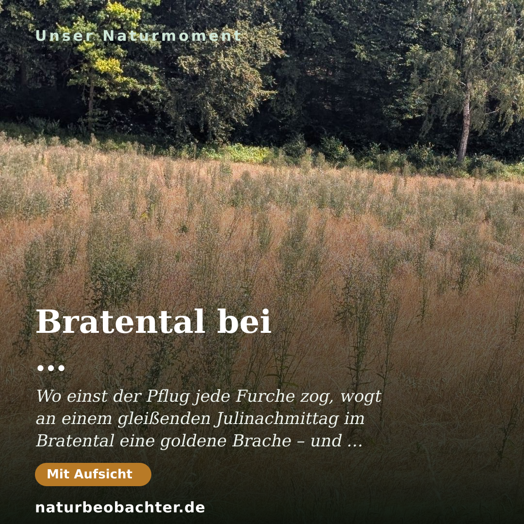 Druck-Vorschau: Bratental bei Nikolausberg: Verbuschende Sommerwiese