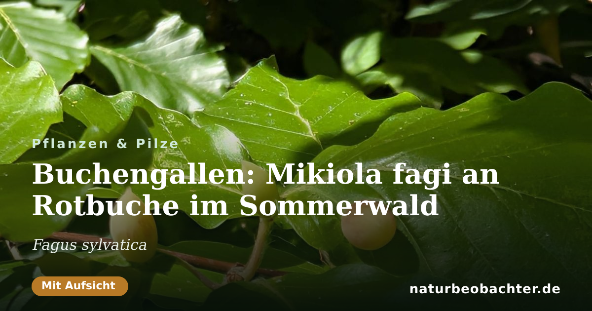 Vorschau der Teilen-Karte: Buchengallen: Mikiola fagi an Rotbuche im Sommerwald