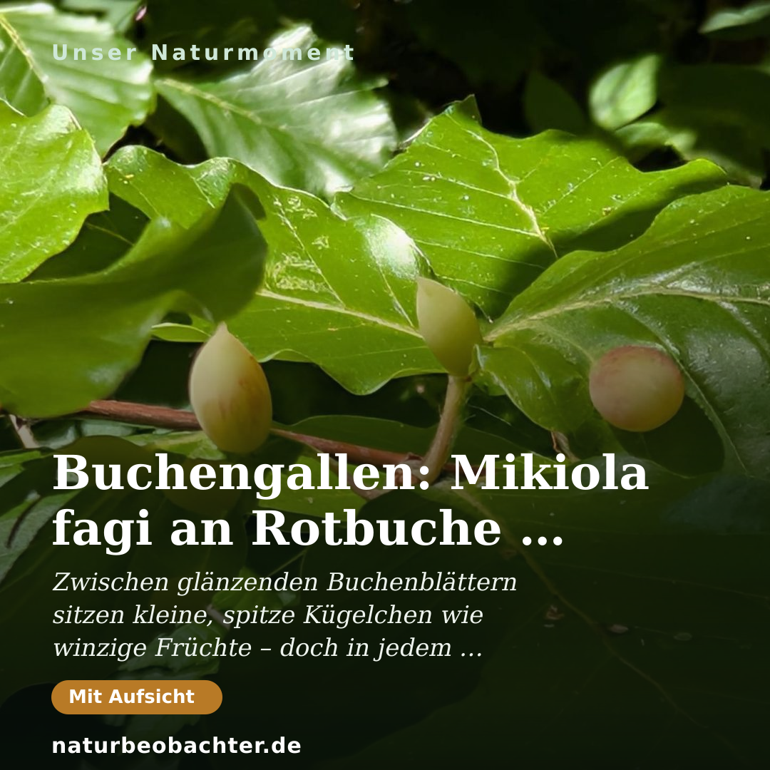 Druck-Vorschau: Buchengallen: Mikiola fagi an Rotbuche im Sommerwald