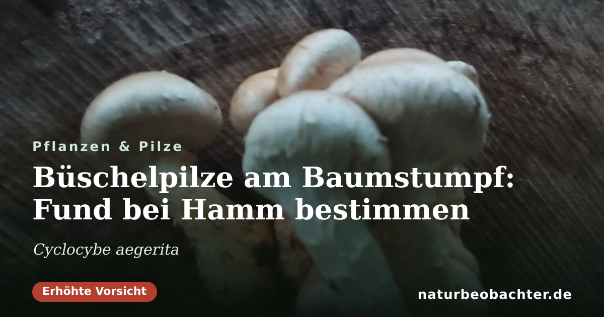 Vorschau der Teilen-Karte: Büschelpilze am Baumstumpf: Fund bei Hamm bestimmen