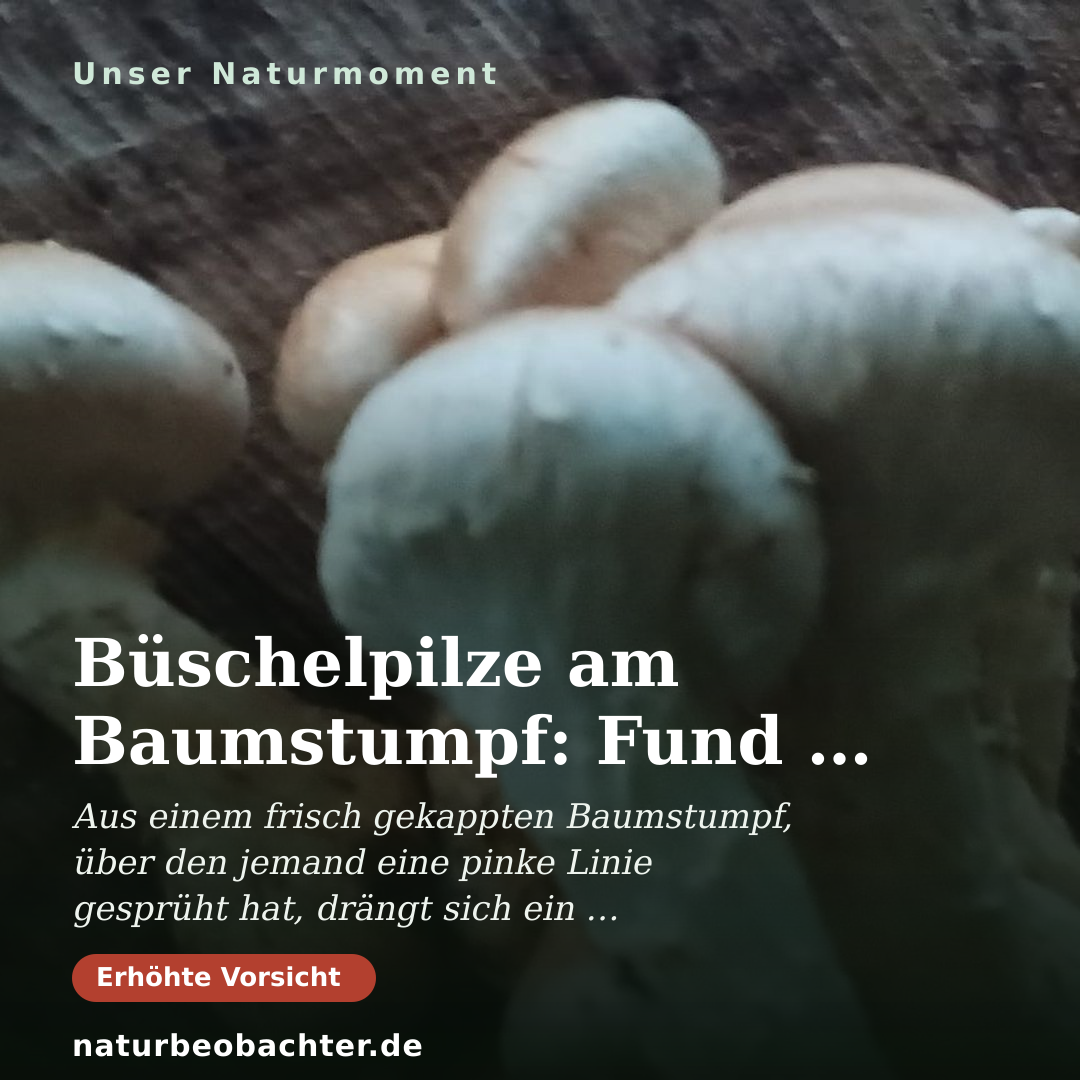 Druck-Vorschau: Büschelpilze am Baumstumpf: Fund bei Hamm bestimmen