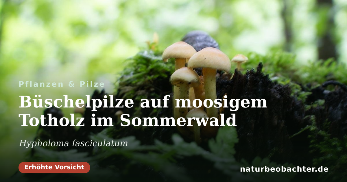 Vorschau der Teilen-Karte: Büschelpilze auf moosigem Totholz im Sommerwald