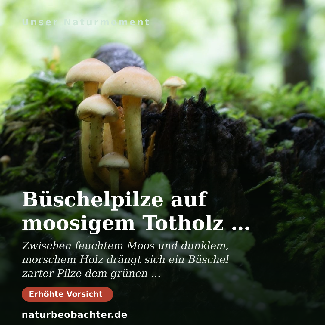 Druck-Vorschau: Büschelpilze auf moosigem Totholz im Sommerwald