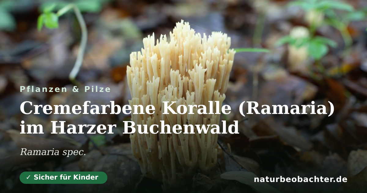 Vorschau der Teilen-Karte: Cremefarbene Koralle (Ramaria) im Harzer Buchenwald