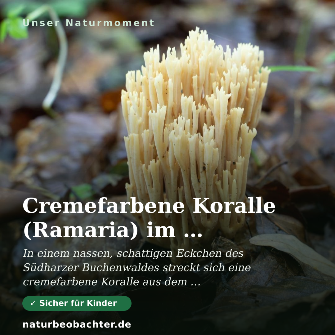 Druck-Vorschau: Cremefarbene Koralle (Ramaria) im Harzer Buchenwald