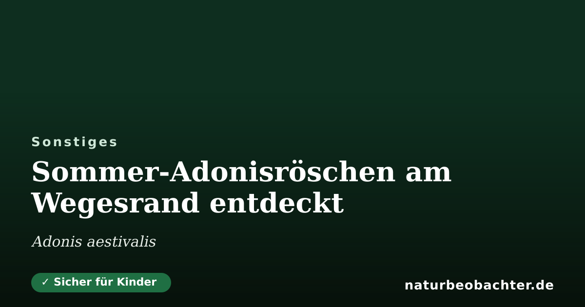 Vorschau der Teilen-Karte: Sommer-Adonisröschen am Wegesrand entdeckt