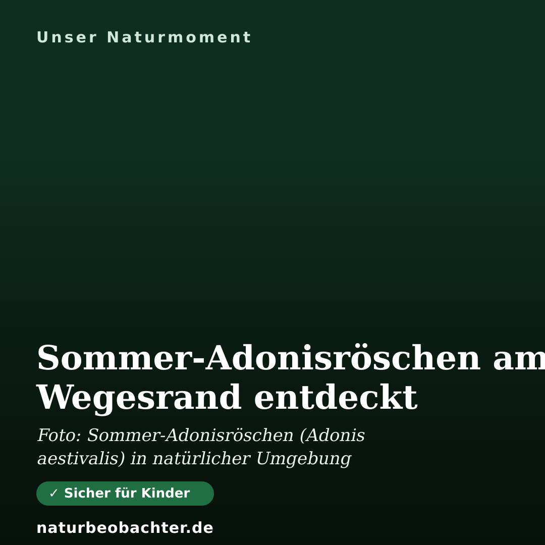 Druck-Vorschau: Sommer-Adonisröschen am Wegesrand entdeckt