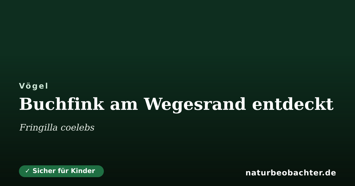 Vorschau der Teilen-Karte: Buchfink am Wegesrand entdeckt
