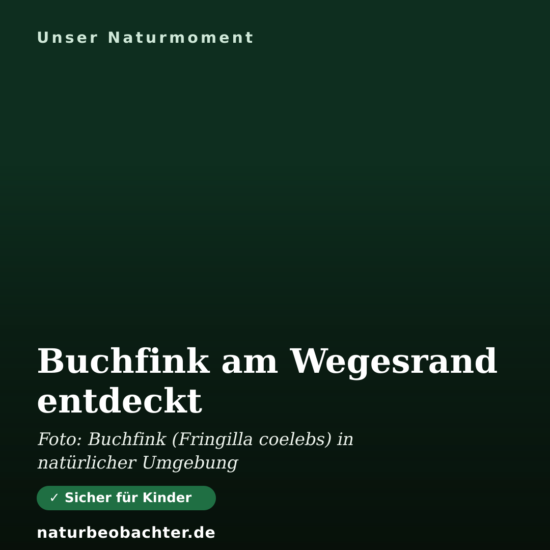 Druck-Vorschau: Buchfink am Wegesrand entdeckt