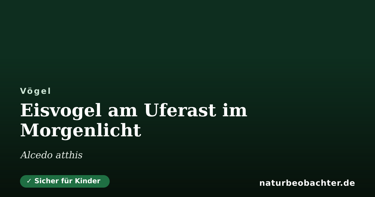 Vorschau der Teilen-Karte: Eisvogel am Uferast im Morgenlicht