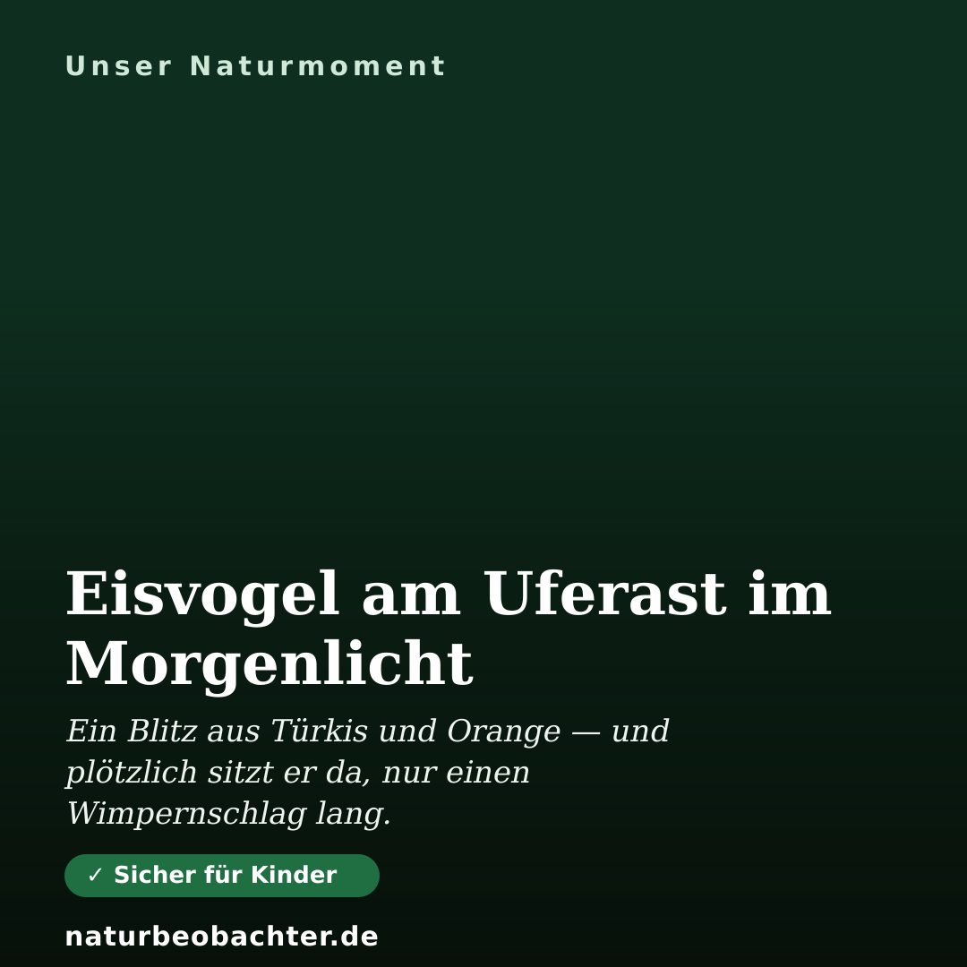 Druck-Vorschau: Eisvogel am Uferast im Morgenlicht