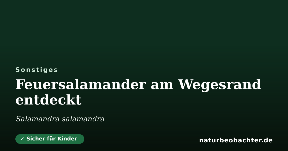 Vorschau der Teilen-Karte: Feuersalamander am Wegesrand entdeckt