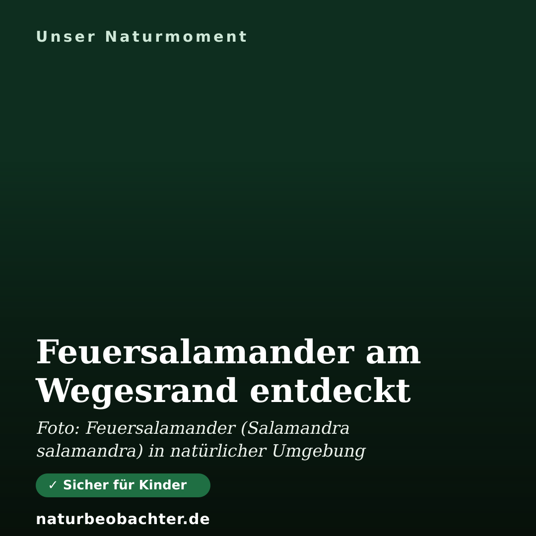 Druck-Vorschau: Feuersalamander am Wegesrand entdeckt