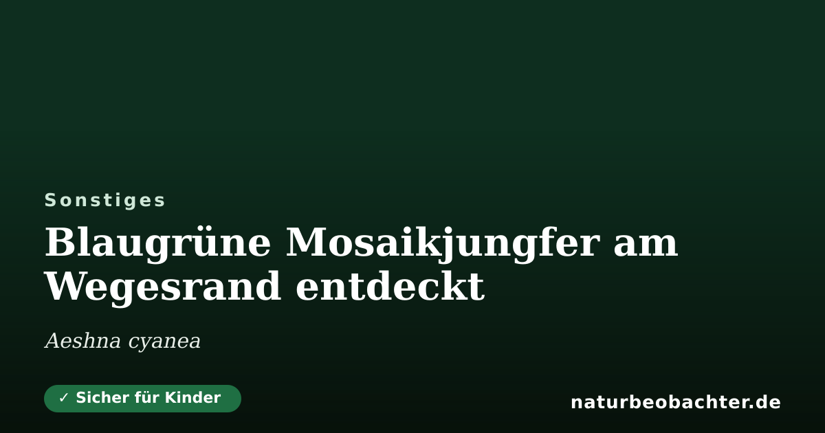 Vorschau der Teilen-Karte: Blaugrüne Mosaikjungfer am Wegesrand entdeckt
