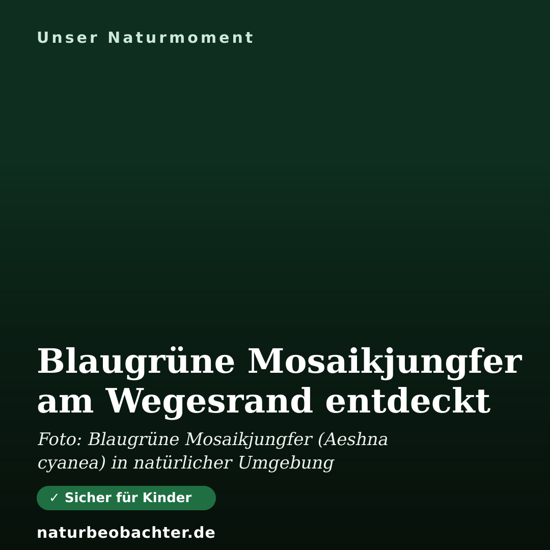 Druck-Vorschau: Blaugrüne Mosaikjungfer am Wegesrand entdeckt