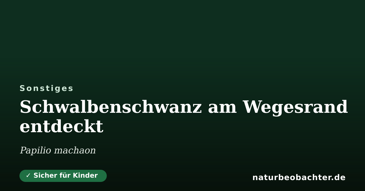 Vorschau der Teilen-Karte: Schwalbenschwanz am Wegesrand entdeckt