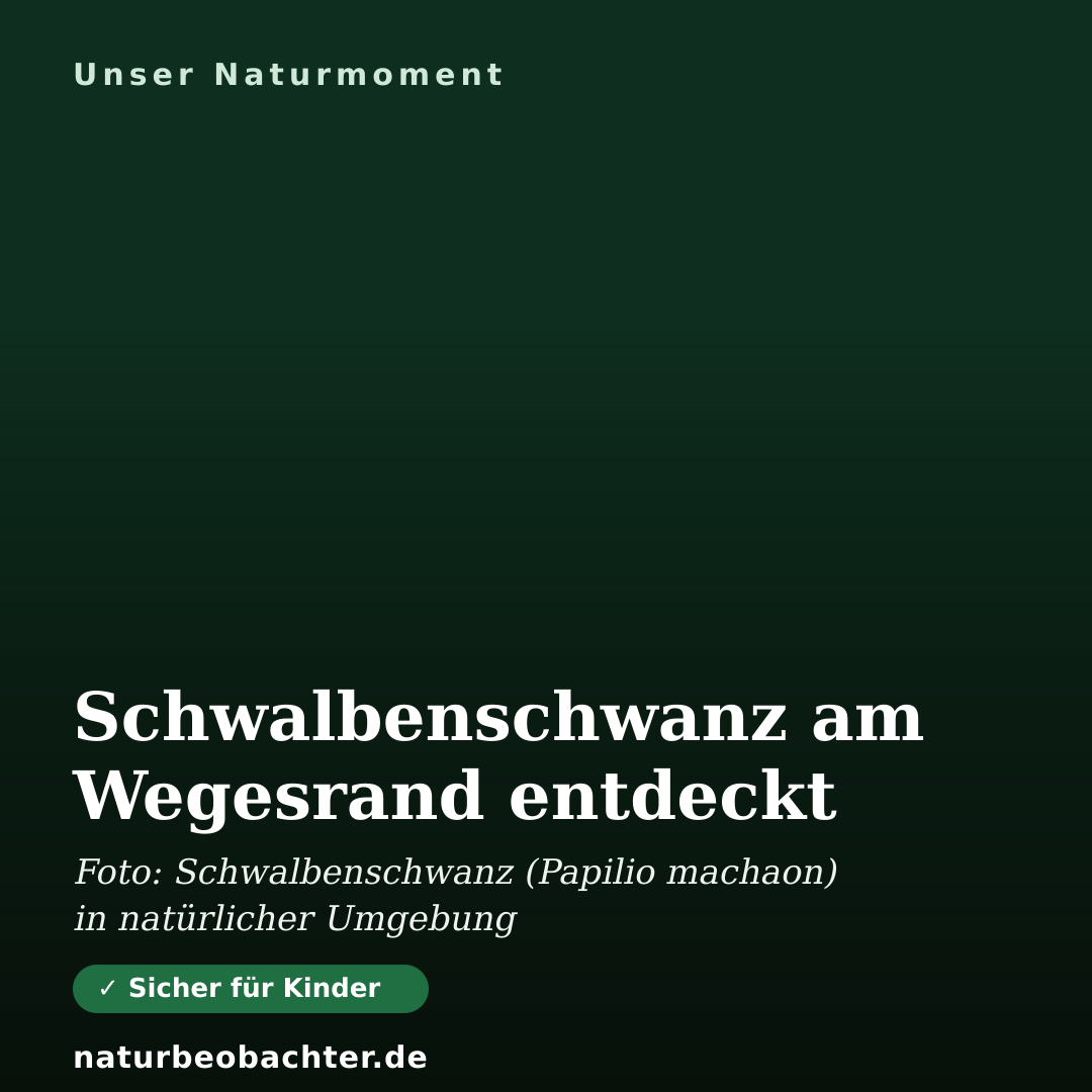 Druck-Vorschau: Schwalbenschwanz am Wegesrand entdeckt