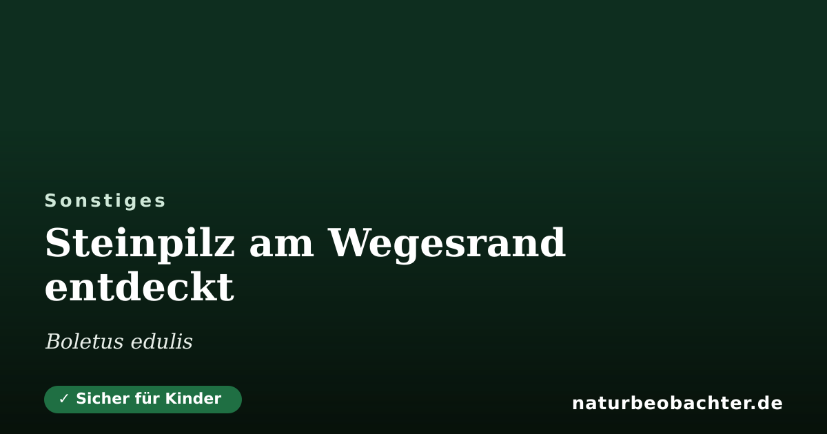 Vorschau der Teilen-Karte: Steinpilz am Wegesrand entdeckt