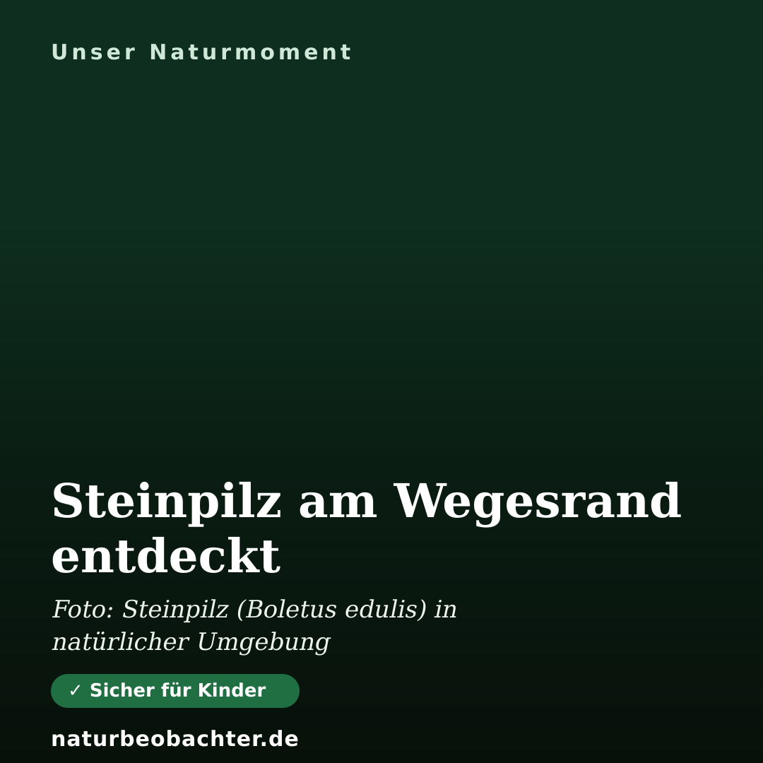 Druck-Vorschau: Steinpilz am Wegesrand entdeckt