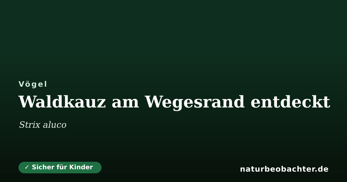 Vorschau der Teilen-Karte: Waldkauz am Wegesrand entdeckt