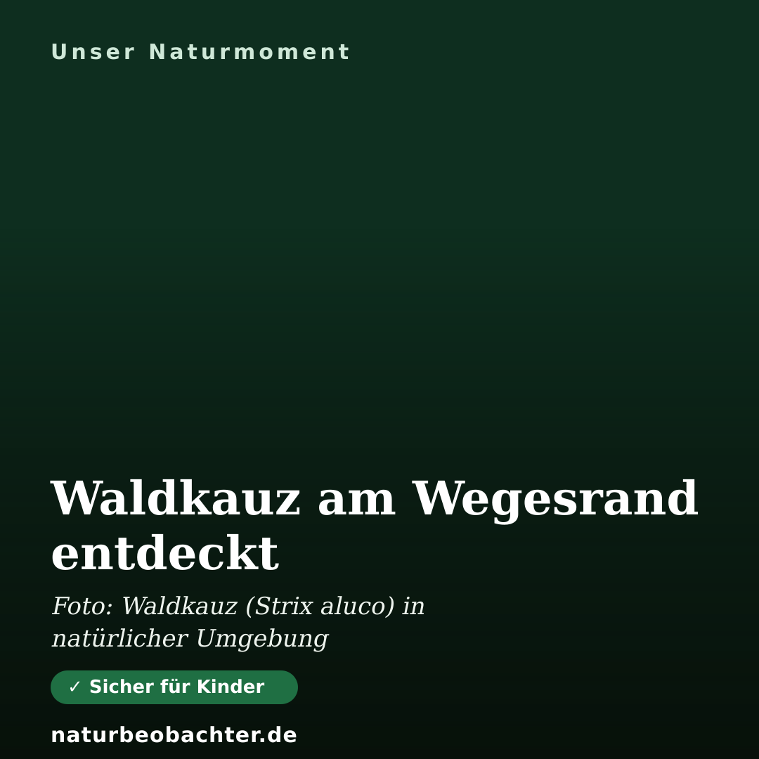 Druck-Vorschau: Waldkauz am Wegesrand entdeckt