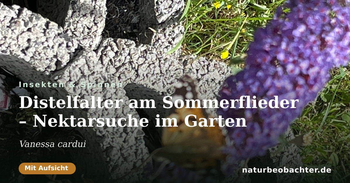 Vorschau der Teilen-Karte: Distelfalter am Sommerflieder – Nektarsuche im Garten