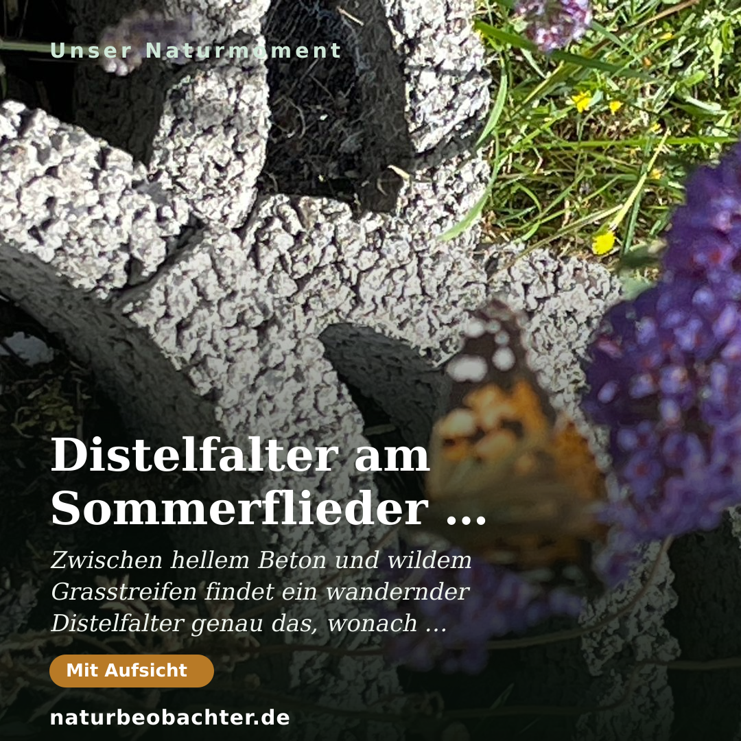 Druck-Vorschau: Distelfalter am Sommerflieder – Nektarsuche im Garten