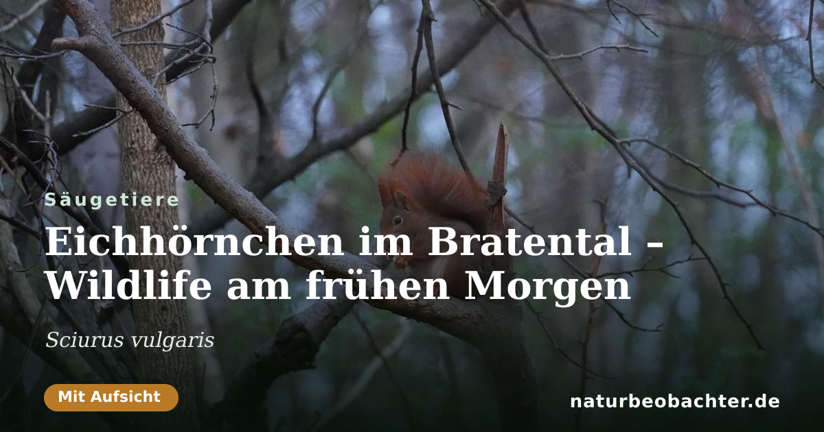 Vorschau der Teilen-Karte: Eichhörnchen im Bratental – Wildlife am frühen Morgen