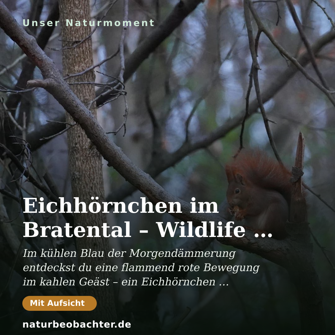 Druck-Vorschau: Eichhörnchen im Bratental – Wildlife am frühen Morgen
