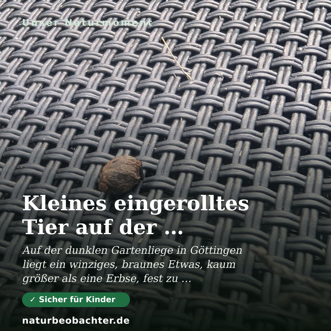 Druck-Vorschau: Kleines eingerolltes Tier auf der Gartenliege in Göttingen