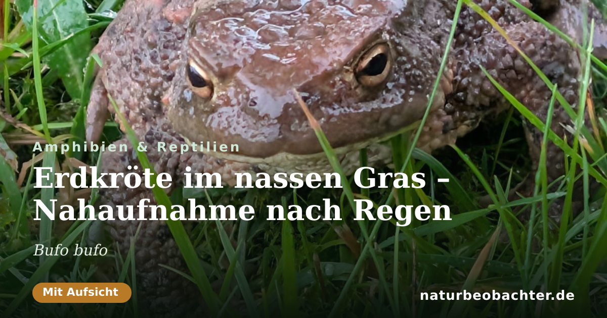 Vorschau der Teilen-Karte: Erdkröte im nassen Gras – Nahaufnahme nach Regen