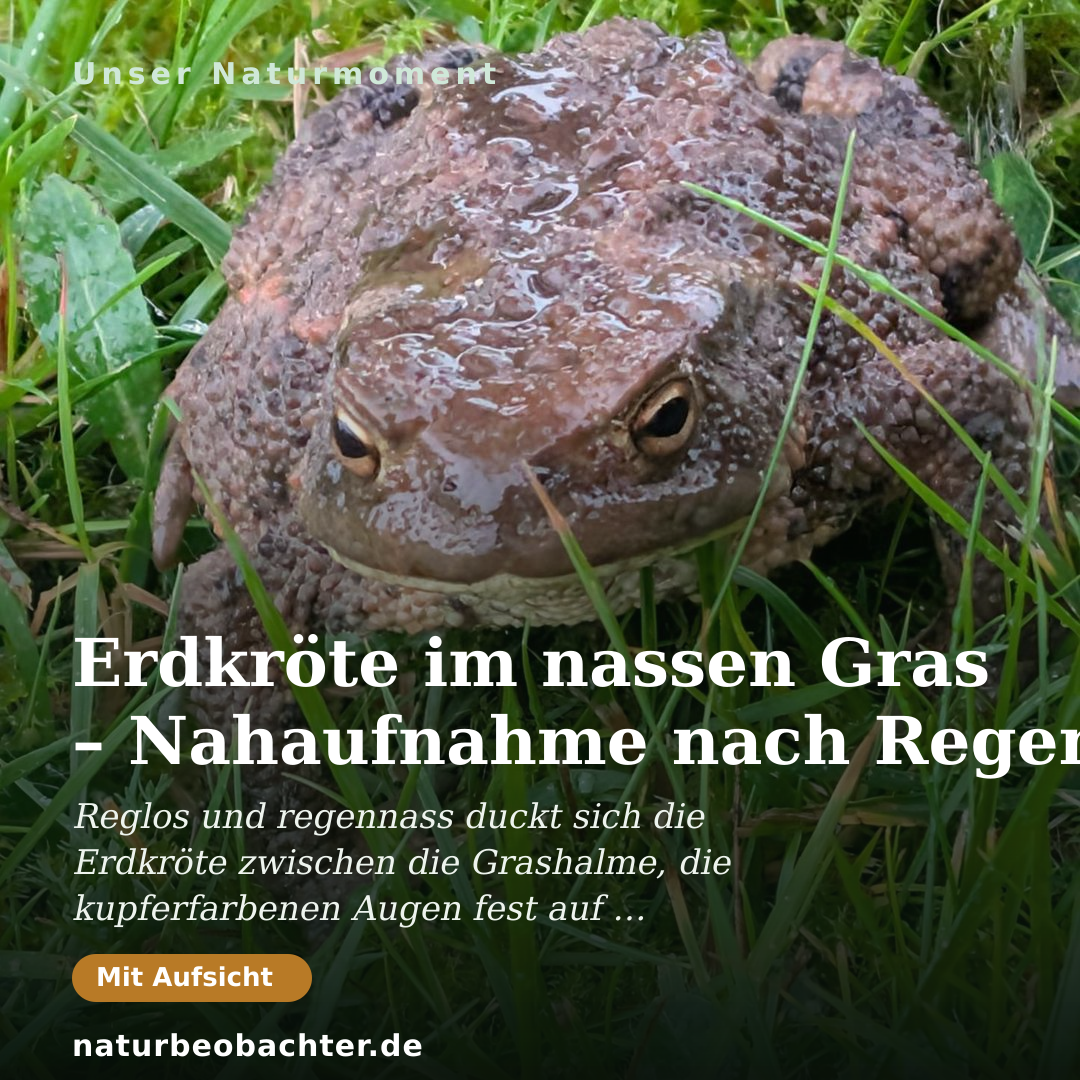 Druck-Vorschau: Erdkröte im nassen Gras – Nahaufnahme nach Regen