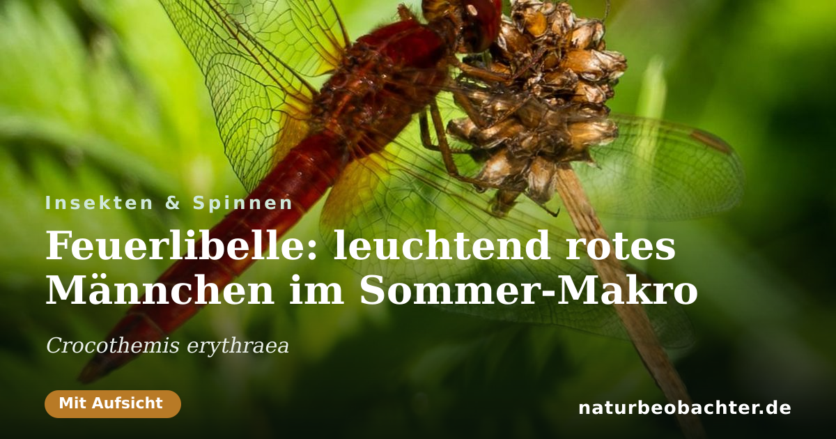 Vorschau der Teilen-Karte: Feuerlibelle: leuchtend rotes Männchen im Sommer-Makro
