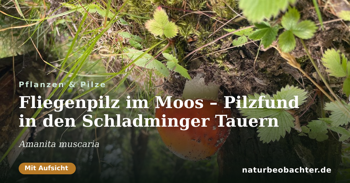 Vorschau der Teilen-Karte: Fliegenpilz im Moos – Pilzfund in den Schladminger Tauern