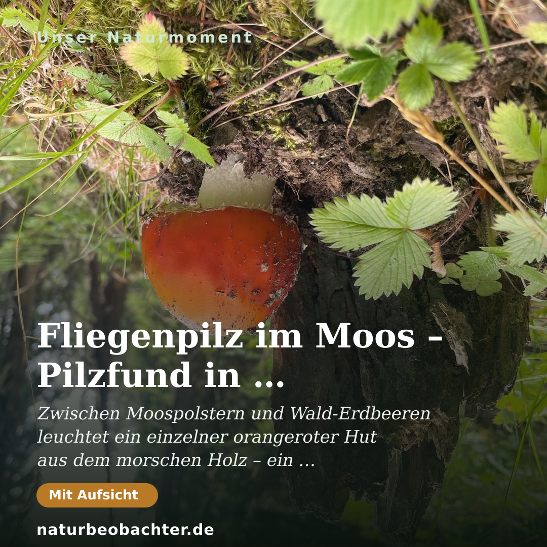 Druck-Vorschau: Fliegenpilz im Moos – Pilzfund in den Schladminger Tauern